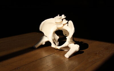 Formation d’anatomie pour le yoga – Module Le squelette